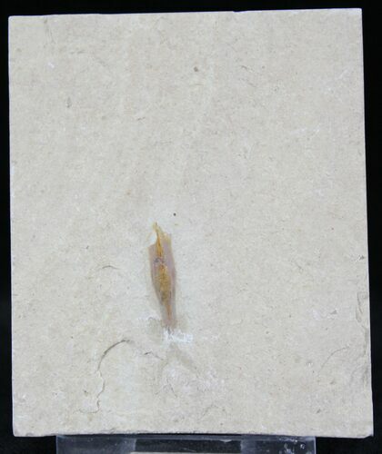 Soft Bodied Fossil Squid - Lebanon #24123